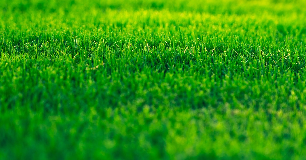 Rasenpflege im Sommer: 7 Tipps für sattes Grün