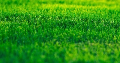 Rasenpflege im Sommer: 7 Tipps für sattes Grün