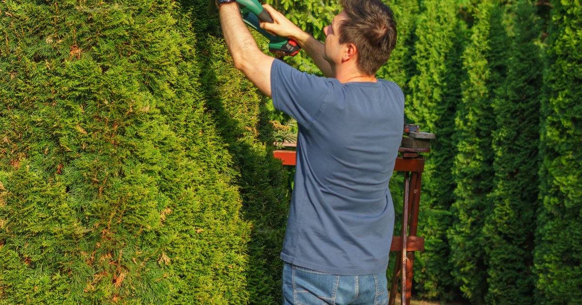 Hecke schneiden: Der richtige Zeitpunkt im Jahresverlauf