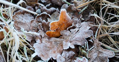 Garten winterfest machen: Checkliste für den Herbst
