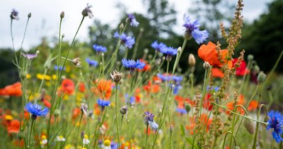 Wildblumenwiese anlegen: Warum Mähen weniger mehr bedeutet